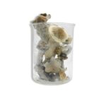 Albino Penis Envy Magic Mushrooms 28 Grams 1oz