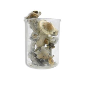 Albino Penis Envy Magic Mushrooms 28 Grams 1oz
