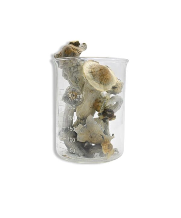 Albino Penis Envy Magic Mushrooms 28 Grams 1oz