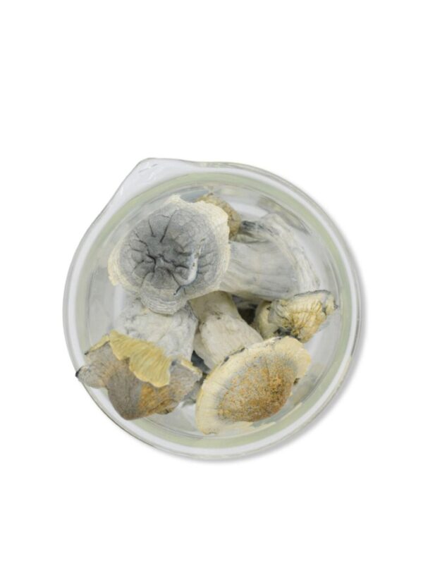 Albino Penis Envy Magic Mushrooms 28 Grams 1oz - Image 2