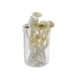 Albino Treasure Coast Magic Mushrooms 28g