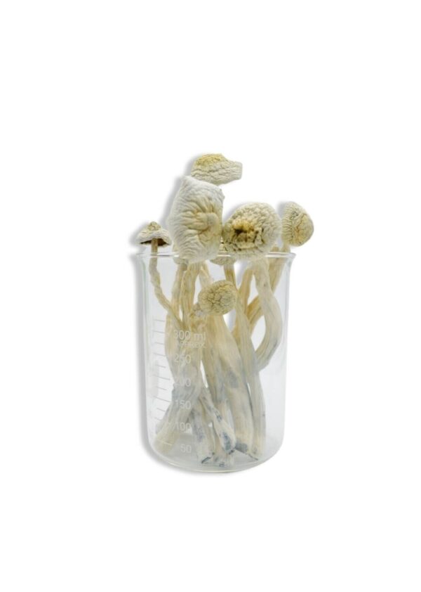 Albino Treasure Coast Magic Mushrooms 28g