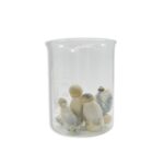 Lyophilized Albino Penis Envy Magic Mushrooms 14 grams