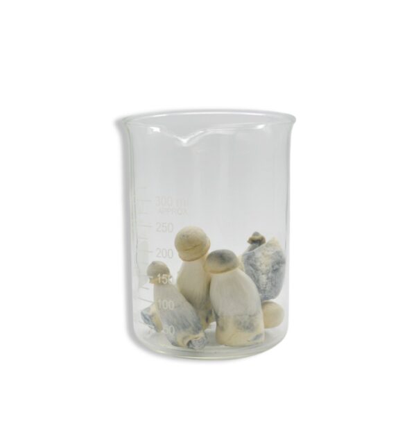 Lyophilized Albino Penis Envy Magic Mushrooms 14 grams