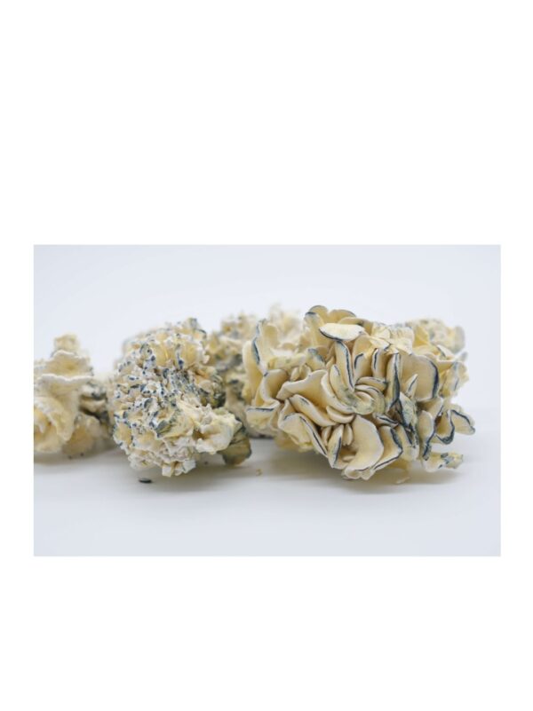 Enigma Magic Mushrooms 28g 1oz - Image 2