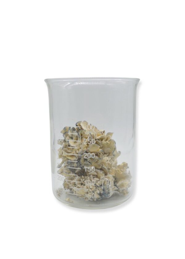 Enigma Magic Mushrooms 28g 1oz