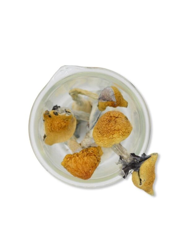 Golden Teacher Magic Mushrooms 28 grams 1oz - Image 4