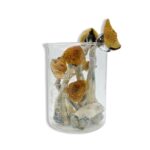 Golden Teacher Magic Mushrooms 28 grams 1oz