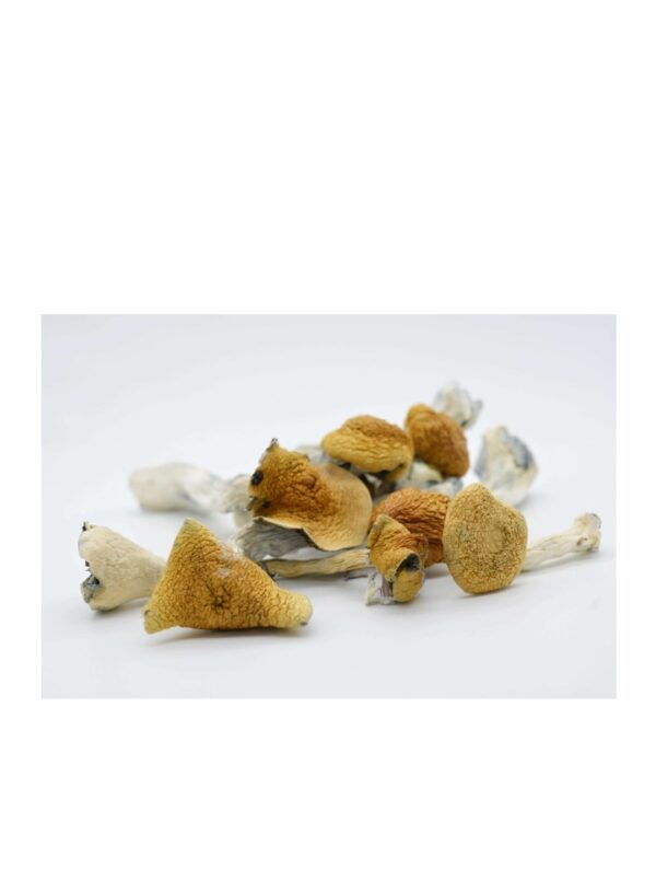 Golden Teacher Magic Mushrooms 28 grams 1oz - Image 3