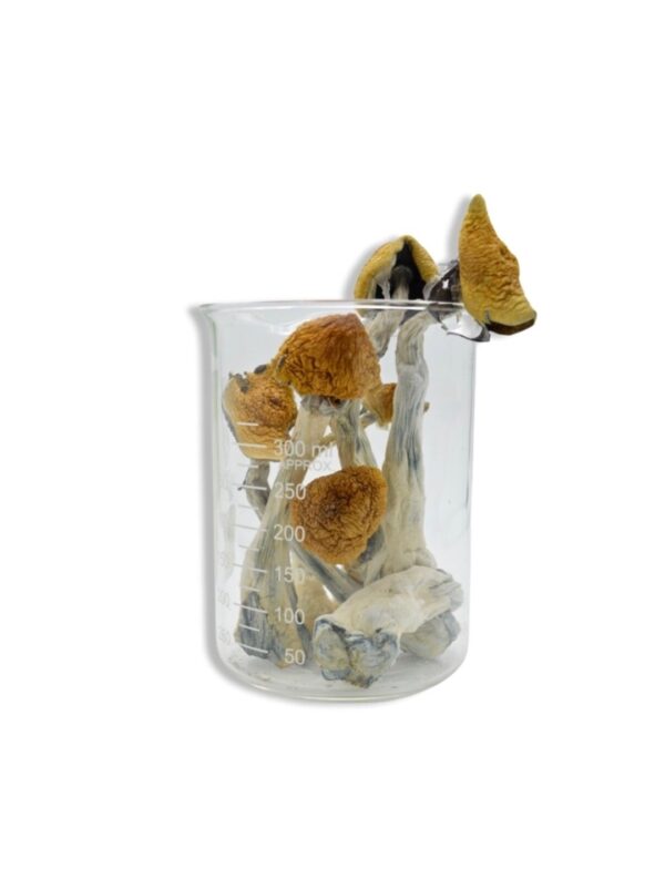Golden Teacher Magic Mushrooms 28 grams 1oz