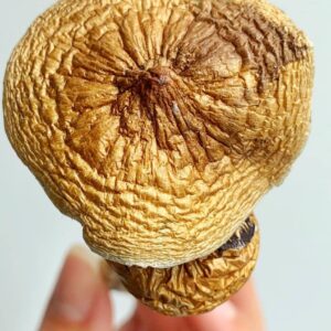 Golden Teachers Mushroom