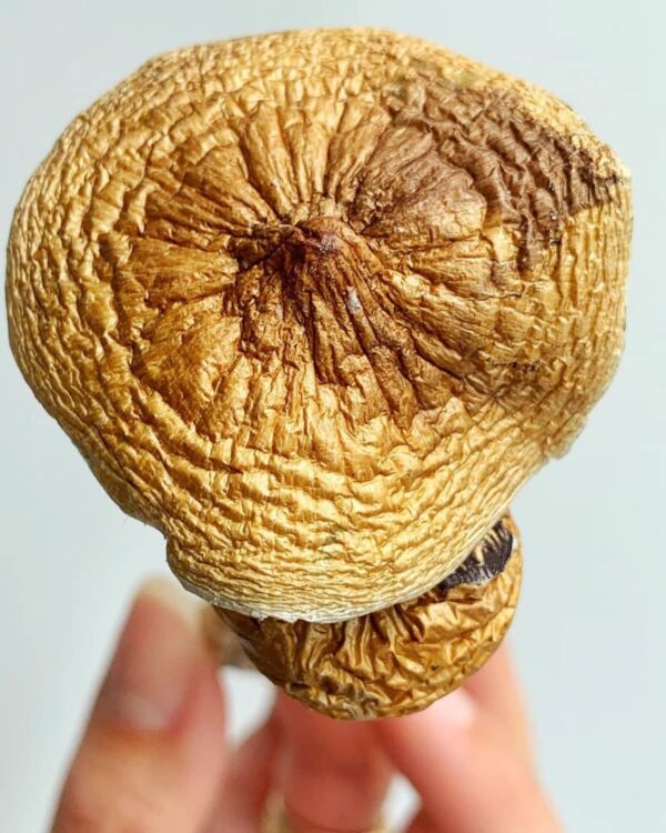 Golden Teachers Mushroom
