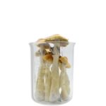 Lyophilized Golden Teacher Magic Mushrooms 28 grams 10z