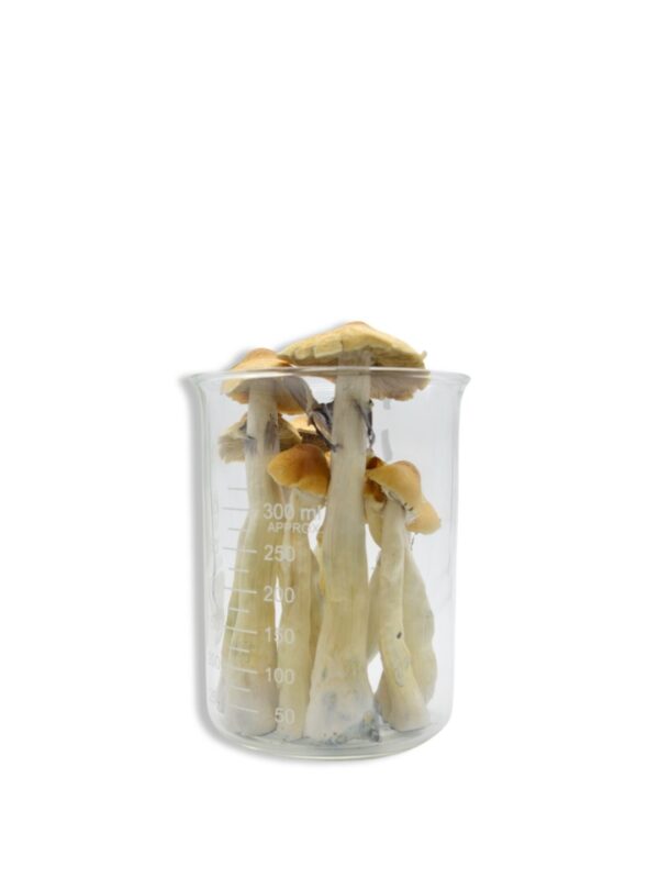 Lyophilized Golden Teacher Magic Mushrooms 28 grams 10z