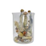 Lyophilized Penis Envy Magic Mushrooms 14 grams