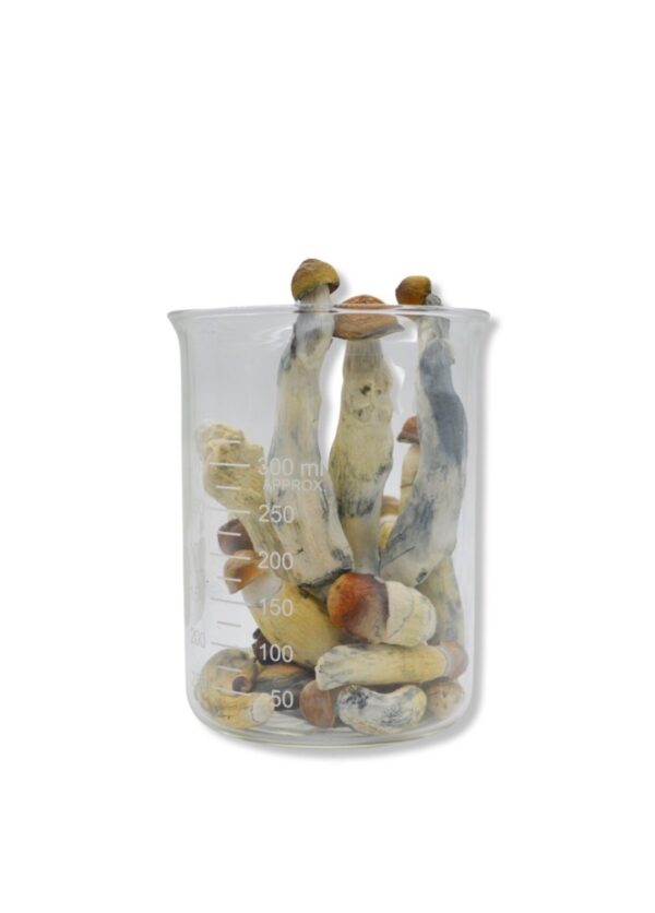 Lyophilized Penis Envy Magic Mushrooms 14 grams