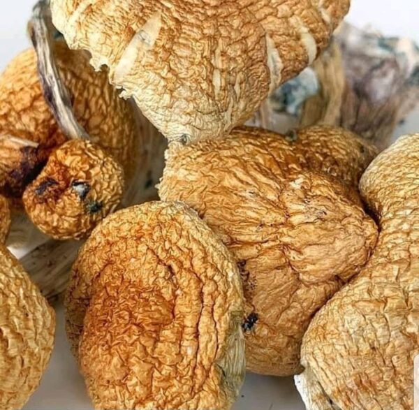 Golden Teachers Mushroom - Image 3