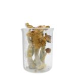 Trans Envy Magic Mushrooms 28g
