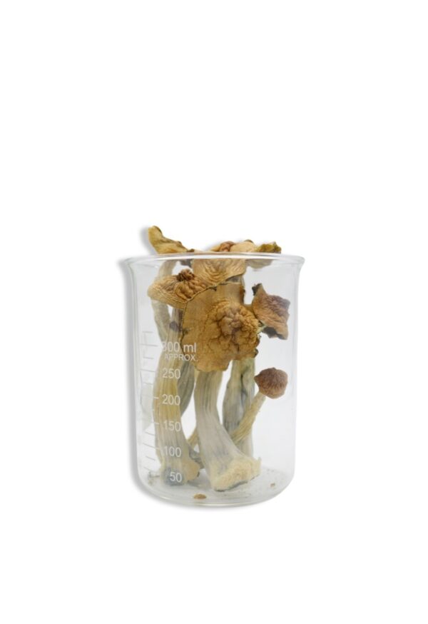 Trans Envy Magic Mushrooms 28g